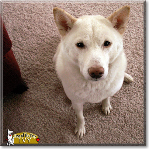 Ivy, the Dog of the Day