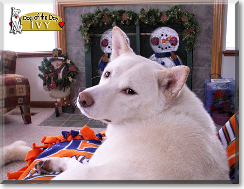 Ivy, the Dog of the Day