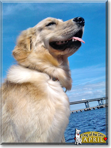 April, the Dog of the Day April, the Dog of the Day