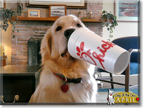 April, the Dog of the Day April, the Dog of the Day