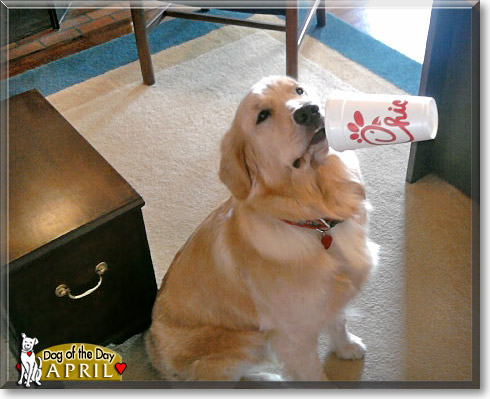 April, the Dog of the Day April, the Dog of the Day