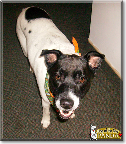 Panda Bear, the Dog of the Day Panda Bear, the Dog of the Day
