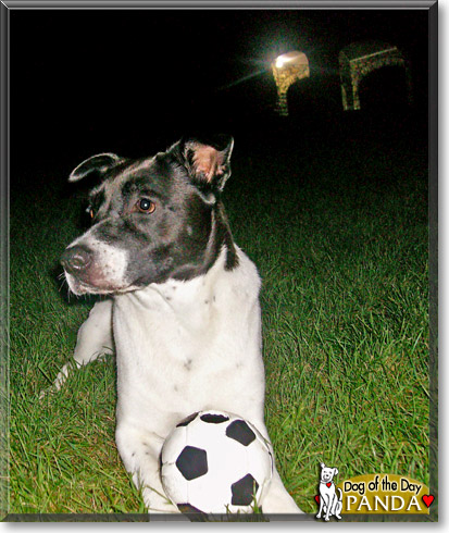 Panda Bear, the Dog of the Day