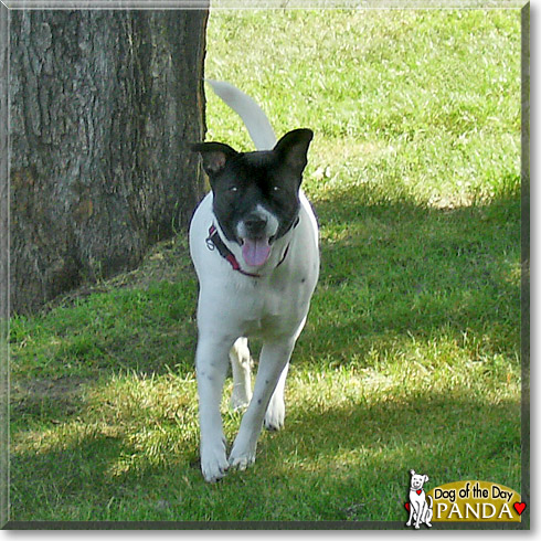 Panda Bear, the Dog of the Day Panda Bear, the Dog of the Day