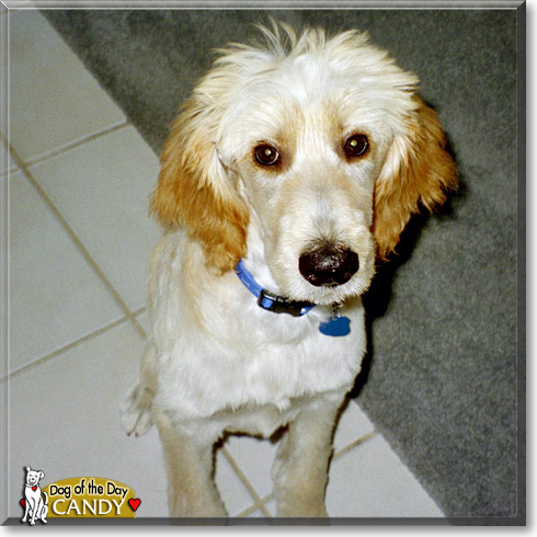 Candy, the Dog of the Day Candy, the Dog of the Day