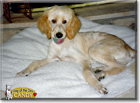 Candy, the Dog of the Day Candy, the Dog of the Day