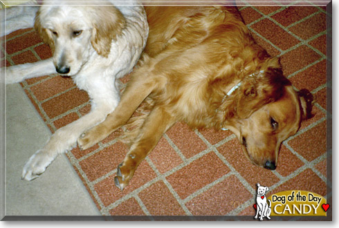 Candy, the Dog of the Day Candy, the Dog of the Day