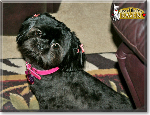 Raven, the Dog of the Day
