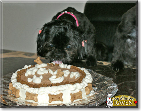 Raven, the Dog of the Day