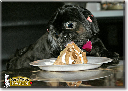 Raven, the Dog of the Day