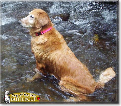 Buttercup, the Dog of the Day