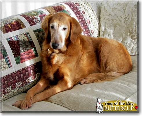Buttercup, the Dog of the Day