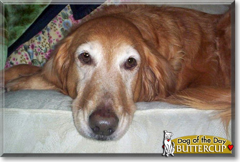 Buttercup, the Dog of the Day