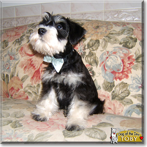 Toby, the Dog of the Day