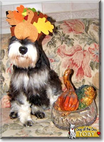Toby, the Dog of the Day