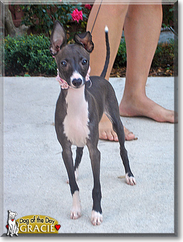 Gracie, the Dog of the Day