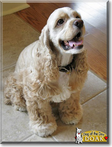 Doak, the Dog of the Day Doak, the Dog of the Day