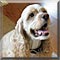 Dog of the Day
