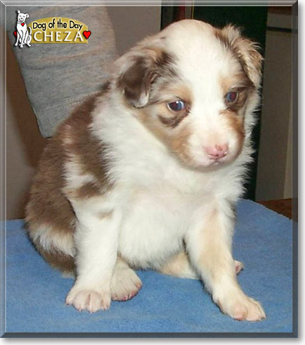 Cheza, the Dog of the Day