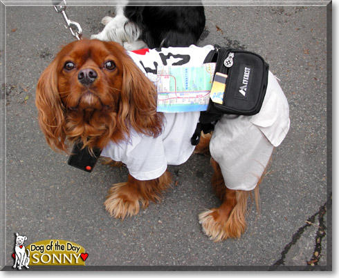 Sonny, the Dog of the Day Sonny, the Dog of the Day