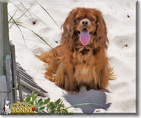 Sonny, the Dog of the Day Sonny, the Dog of the Day