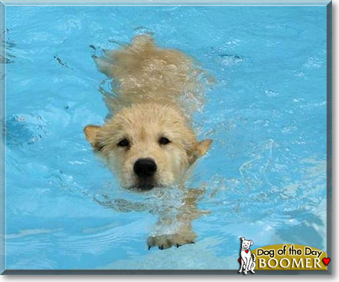 Boomer, the Dog of the Day