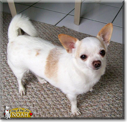 Noah, the Dog of the Day Noah, the Dog of the Day