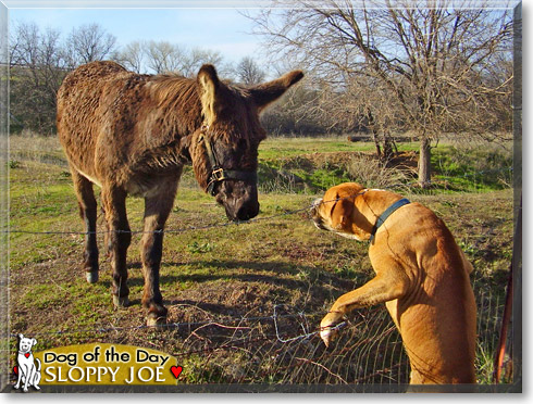 Sloppy Joe, the Dog of the Day Sloppy Joe, the Dog of the Day