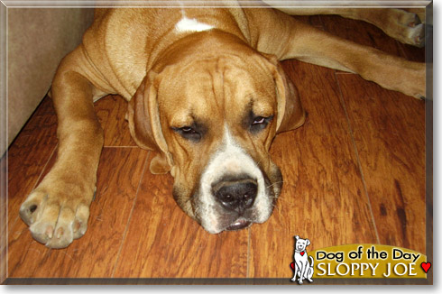 Sloppy Joe, the Dog of the Day Sloppy Joe, the Dog of the Day