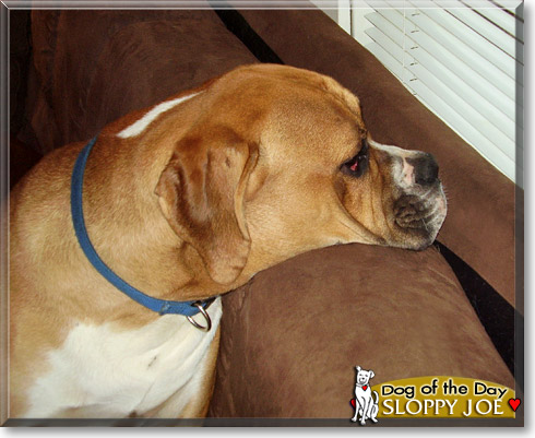 Sloppy Joe, the Dog of the Day Sloppy Joe, the Dog of the Day