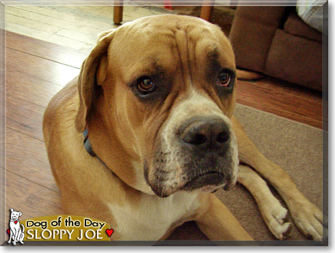 Sloppy Joe, the Dog of the Day Sloppy Joe, the Dog of the Day