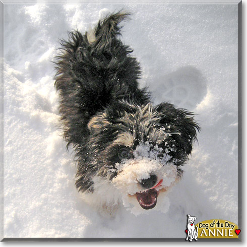 Annie, the Dog of the Day