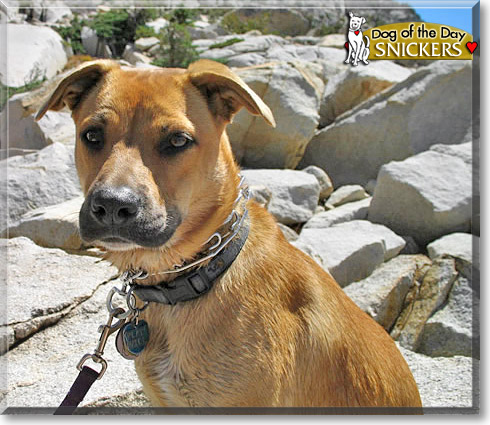 Snickers, the Dog of the Day