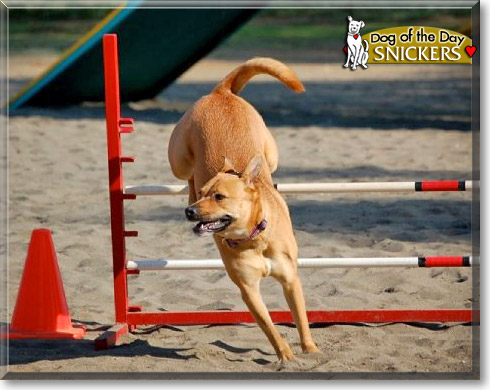 Snickers, the Dog of the Day