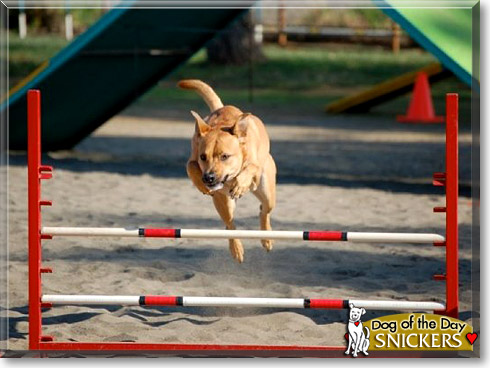 Snickers, the Dog of the Day