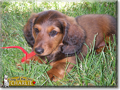 Charlie, the Dog of the Day