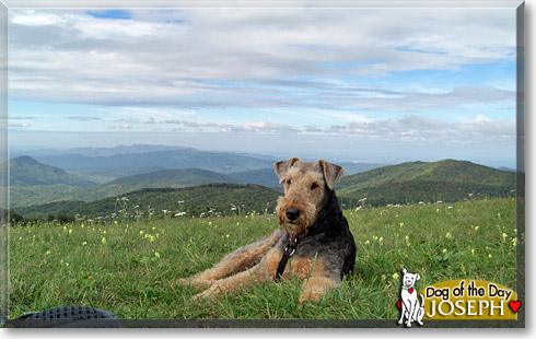 Joseph, the Dog of the Day