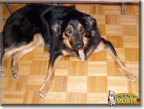 Morty, the Dog of the Day