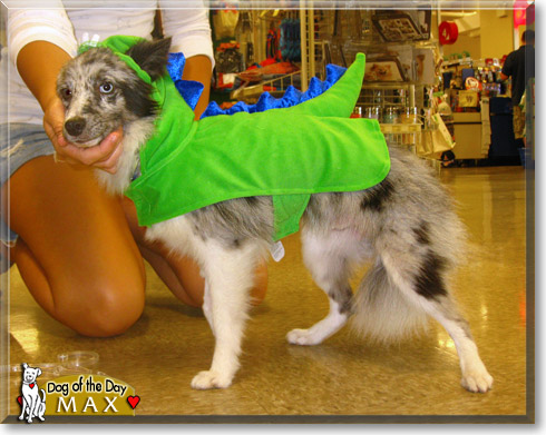 Max, the Dog of the Day Max, the Dog of the Day