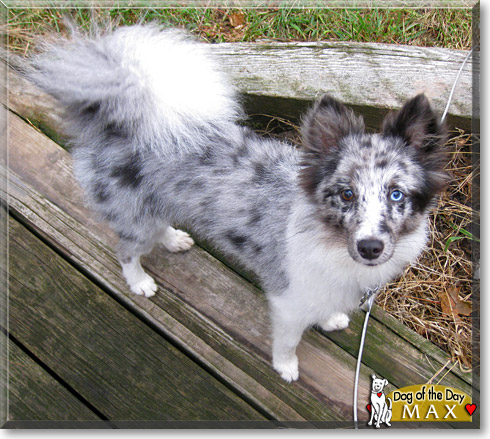 Max, the Dog of the Day Max, the Dog of the Day