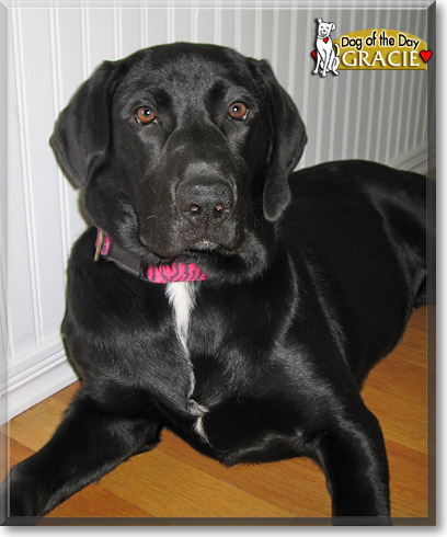 Gracie, the Dog of the Day