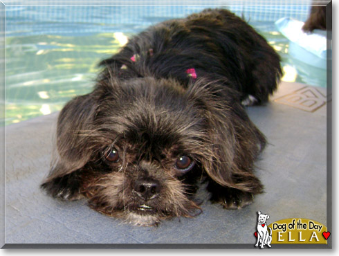 Ella, the Dog of the Day Ella, the Dog of the Day