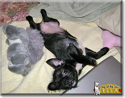 Ella, the Dog of the Day Ella, the Dog of the Day