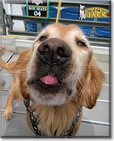 Jack, the Dog of the Day Jack, the Dog of the Day
