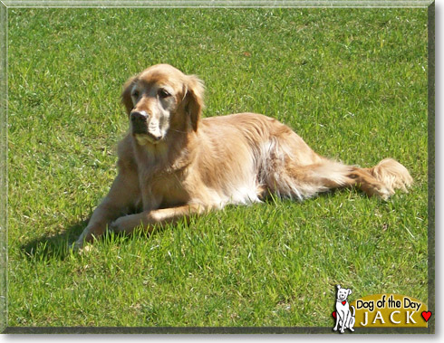 Jack, the Dog of the Day Jack, the Dog of the Day