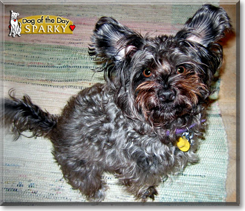 Sparky, the Dog of the Day
