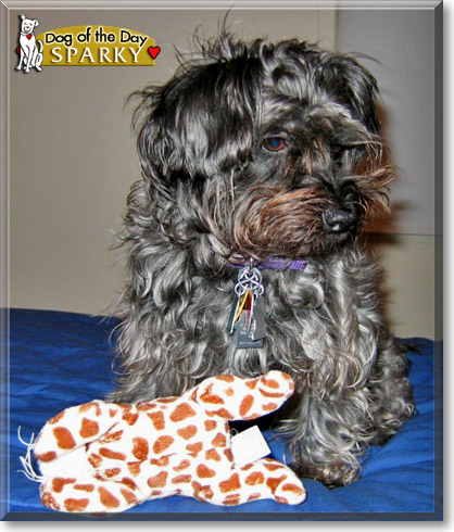 Sparky, the Dog of the Day