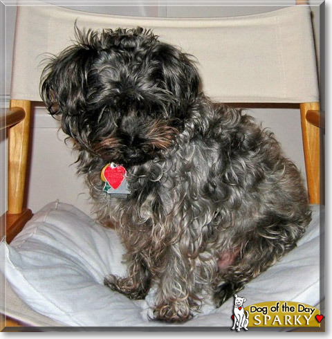 Sparky, the Dog of the Day