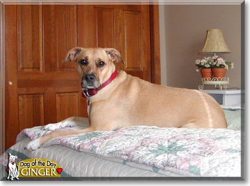 Ginger, the Dog of the Day