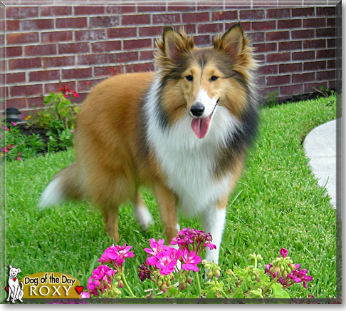 Roxy, the Dog of the Day